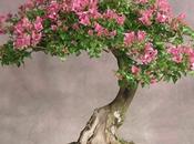 Bonsai famiglia,stesse cure sopravvivere.