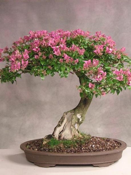 Bonsai  e famiglia,stesse cure per sopravvivere.