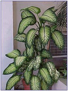 Dieffenbachia: pianta tossica