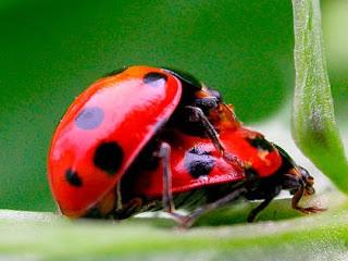 Storie del Numero Due: La coccinella, la zebra e wham! la coda del drago