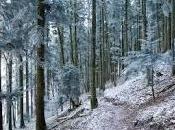 bosco d’inverno
