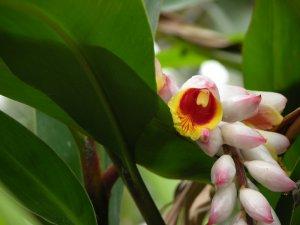 alpinia zerumbet