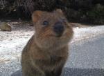 Quokka