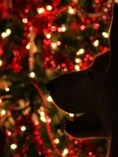 Wallpaper: Dog at Christmas