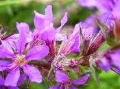 Oggi nella rubrica: dalla gastrite all'ulcera poi, l'approccio naturale completo efficace