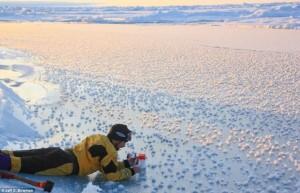 I fiori di ghiaccio: uno spettacolo del Mar Glaciale Artico