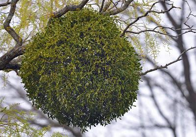 Vischio la pianta portafortuna da appendere in casa in vista del nuovo anno