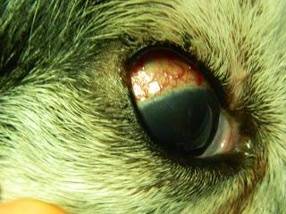 MELANOMA DELL’OCCHIO NEL CANE