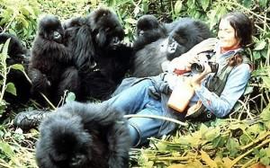 In ricordo di Dian Fossey: la mamma dei gorilla africani di montagna