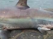 Catturato squalo portici...