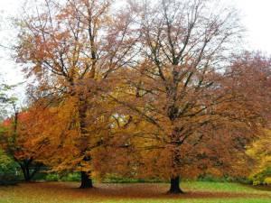 GITA A …DUSSELDORF! autumn in Dusseldorf