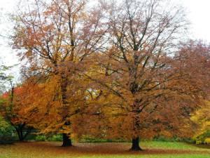 autumn in Dusseldorf