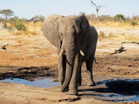 Elefante - Botswana