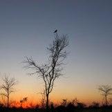 Safari Australe Ovest #3: in volo sul delta dell’Okavango