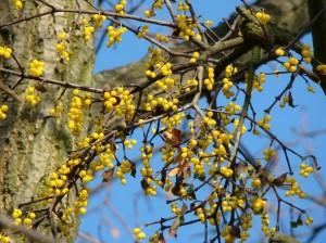 Il vischio quercino in inverno perde le foglie. Il vischio comune, invece, è sempreverde