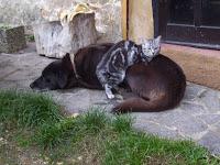 Foto che ritrae un cane accucciato e un gattino che si appoggia su di lui per coccolarsi