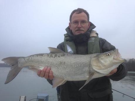 aspio spinning po narducci grande