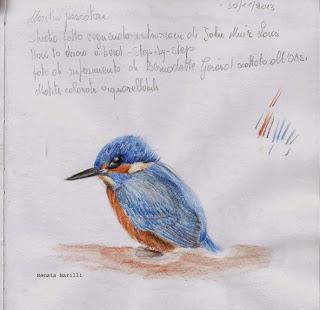 Alcedo atthis -  Martin Pescatore  sketch