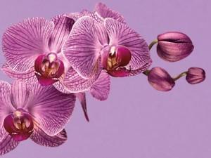 pantone-color-year-2014-radiant-orchid-18-3224