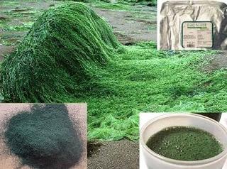 Benefiche alghe: Alga Spirulina