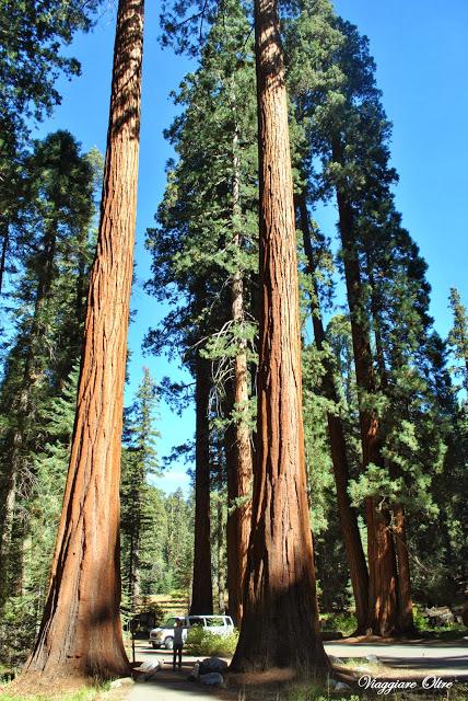 Stati Uniti On The Road: il Sequoia National Park