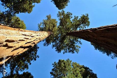 Stati Uniti On The Road: il Sequoia National Park