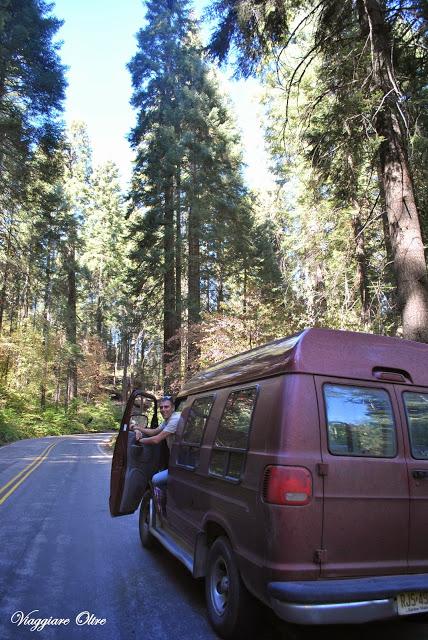 Stati Uniti On The Road: il Sequoia National Park