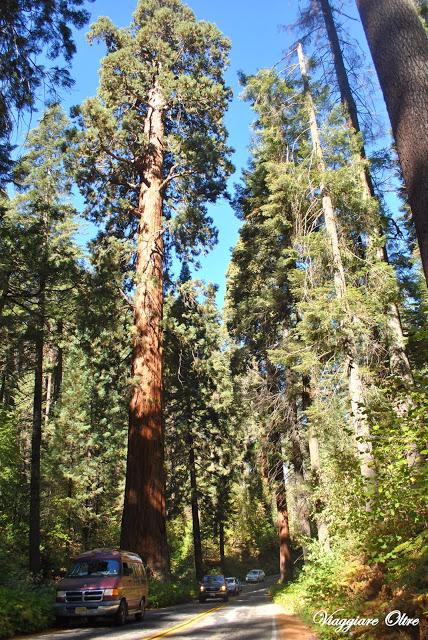 Stati Uniti On The Road: il Sequoia National Park