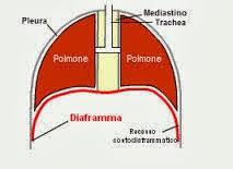 Il diaframma, questo sconosciuto