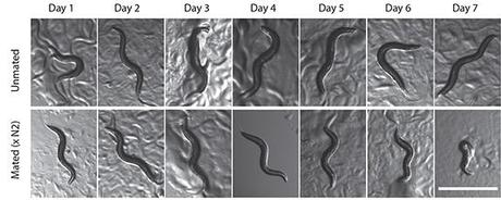 Worms shrinking worms