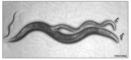 L'accoppiamento del nematode Caenorhabditis elegans: fluido che uccide