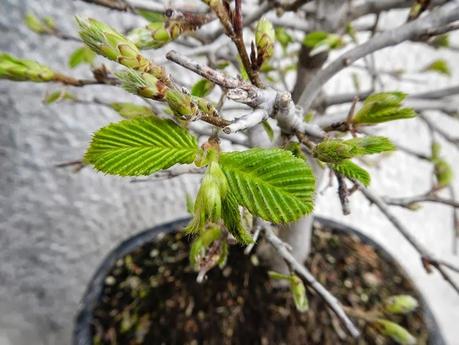 Oggi nella mia rubrica: excursus sui macerati glicerici, Carpino e Cedro del Libano