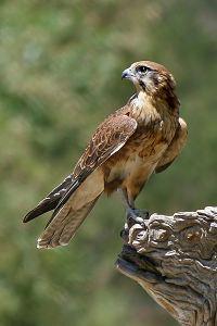 400px-Brown-Falcon,-Vic,-3_1_2008