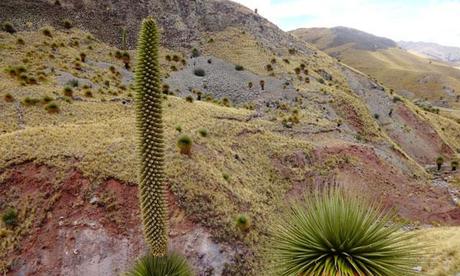 Itinerari nella puna del Perù: nei boschi di queñuales, pietre e Puya Raimondi, intorno a Lampa