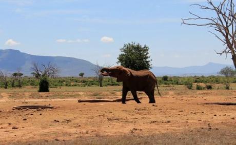 Safari in Kenya