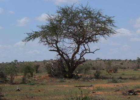 safari in Kenya