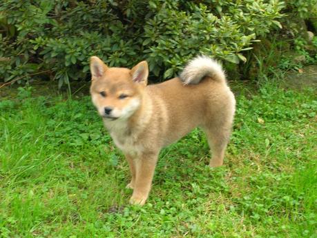 SHIBA INU - KUNAI