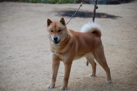 SHIBA INU - KUNAI