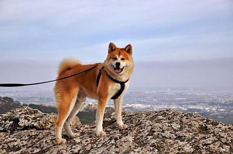 SHIBA INU - KUNAI