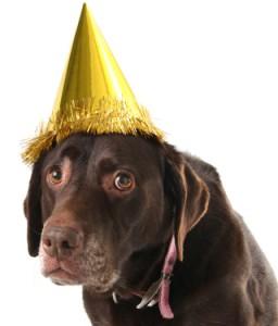 labrador-party-hat-256x300