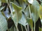 Qat: nuova droga contiene molecola naturale dell’anfetamina