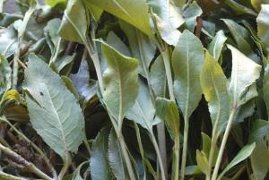 Qat: la nuova droga che contiene una molecola naturale dell’anfetamina