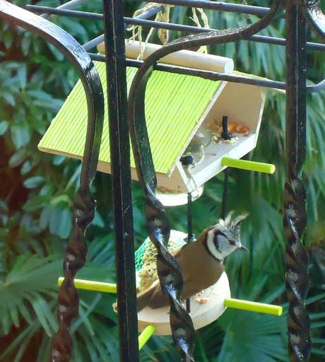 Sono tornate le cince! Sono tornate le cince!