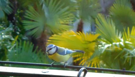 Sono tornate le cince! Sono tornate le cince!