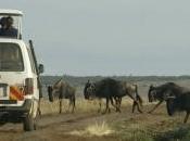 migliori Safari Kenya. Ecco dove andare