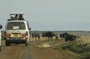I migliori Safari in Kenya. Ecco dove andare