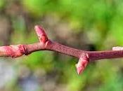 Oggi nella rubrica: excursus macerati glicerici, Rosa canina