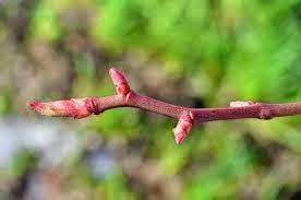 Oggi nella mia rubrica: excursus sui macerati glicerici, Rosa canina