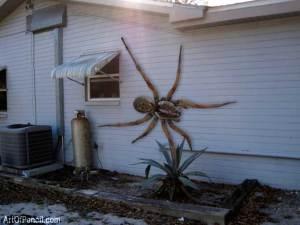 Angolan Witch Spider. Che per fortuna non esiste (anche se circolano foto su FB).