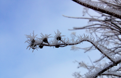 Fiori d'inverno..